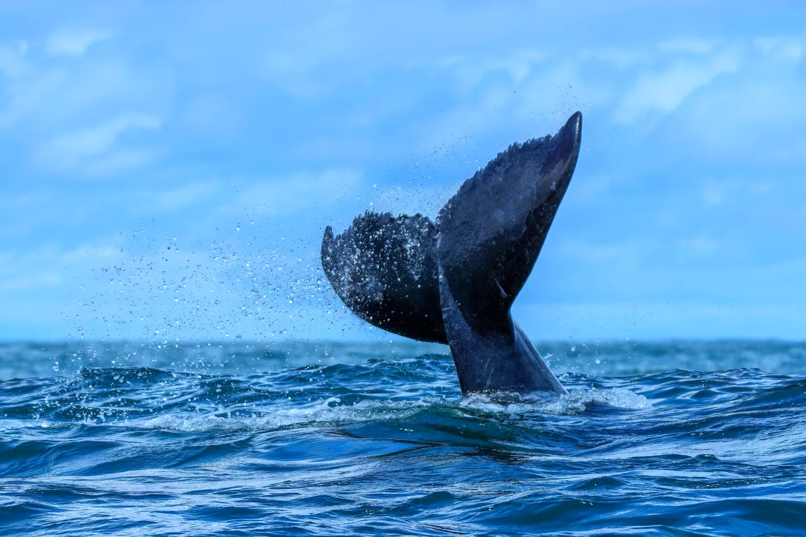 The tail of a humpback whale rising above Samaná Bay