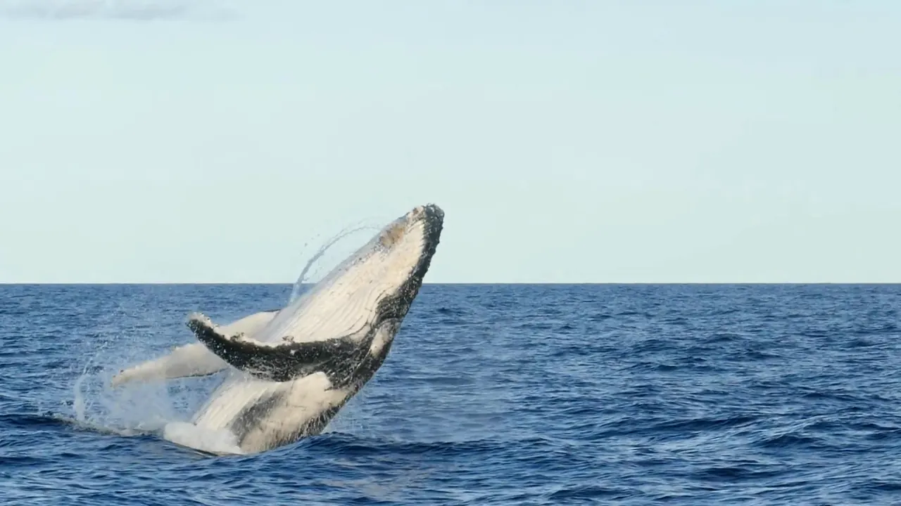 A humpback whale breaching